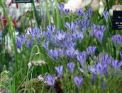 photo Garden Flowers Triteleia, Grass Nut, Ithuriel's Spear, Wally Basket light blue