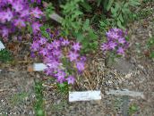 photo Garden Flowers Triteleia, Grass Nut, Ithuriel's Spear, Wally Basket lilac