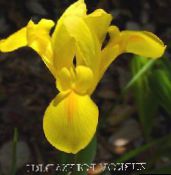 foto Gartenblumen Niederländisch Iris, Iris Spanisch, Xiphium gelb