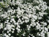 photo  Sneezewort, Sneezeweed, Brideflower, Achillea ptarmica white