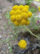 foto Gartenblumen Gelb Ageratum, Goldenen Ageratum, Afrikanisches Gänseblümchen, Lonas annua gelb
