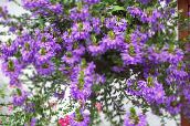 foto Gartenblumen Fee Fan Blume, Scaevola aemula lila