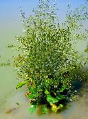 foto Gartenblumen Wasserbanane, Alisma plantago-aquatica weiß