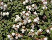 foto Gartenblumen Arcterica, Arcterica nana, Makino weiß