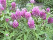 photo Garden Flowers Red Feathered Clover, Ornamental Clover, Red Trefoil, Trifolium rubens lilac
