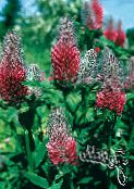 photo Garden Flowers Red Feathered Clover, Ornamental Clover, Red Trefoil, Trifolium rubens red