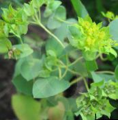 foto Gartenblumen Hasenohr, Roundleaf Thorow Wachs, Thoroughwax, Bupleurum rotundifolium grün
