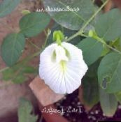 foto Gartenblumen Schmetterling Erbse, Clitoria ternatea weiß