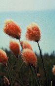 photo Garden Flowers Cotton Grass, Eriophorum orange