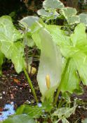 foto Gartenblumen Arum Italicum grün
