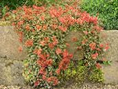 foto Gartenblumen Neuseeland Grat, Acaena rot