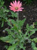 foto Gartenblumen Kapgänseblümchen, Monarch Der Steppe, Arctotis rosa