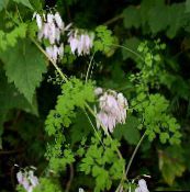 foto Have Blomster Allegheny Vin, Klatring Fumitory, Mountain Frynser, Adlumia fungosa pink