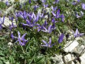 foto Gartenblumen Asyneuma blau