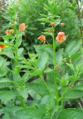 foto Gartenblumen Maske Blume, Alonsoa orange