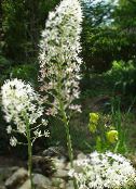 photo Garden Flowers Fly Poison, Amianthium muscaetoxicum white