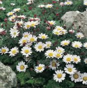 foto Gartenblumen Mount Atlas Gänseblümchen, Mt. Atlas Gänseblümchen, Kraut, Kamille Spanisch, Anacyclus depressus weiß