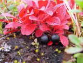 foto Gartenblumen Arctous rot