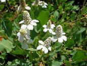 foto Gartenblumen Yerba Mansa, Falsche Anemone, Eidechsenschwanz, Anemopsis californica weiß