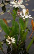 foto Gartenblumen Yerba Mansa, Falsche Anemone, Eidechsenschwanz, Anemopsis californica weiß