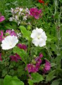 foto Gartenblumen Snowcup, Spornte Anoda, Wilde Baumwolle, Anoda cristata weiß