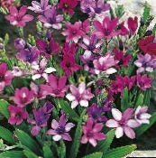 foto Gartenblumen Pavian Blume, Babiana, Gladiolus strictus, Ixia plicata lila