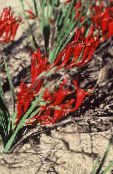 foto Gartenblumen Pavian Blume, Babiana, Gladiolus strictus, Ixia plicata rot