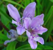 photo  Baboon Flower, Babiana, Gladiolus strictus, Ixia plicata light blue