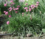 foto Gartenblumen Meer Rosa, Meer Sparsamkeit, Armeria rosa
