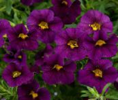 photo Garden Flowers Calibrachoa, Million Bells purple