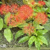 foto Gartenblumen Fackellilie, Blutlilie, Pinsel Lilie, Fußball-Lilie, Powderpuff Lilie, Feuerball Lilie, Scadoxus rot