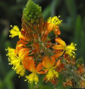 foto Gartenblumen Bulbine, Bulbinella, Brennen Gelee Pflanze, Gestielt Bulbine, Orange Bulbine orange
