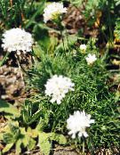 photo Garden Flowers Sea thrift, Armeria  juniperifolia white