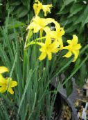 photo Garden Flowers Peruvian Daffodil, Perfumed Fairy Lily, Delicate Lily, Chlidanthus fragrans yellow