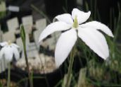 foto Gartenblumen Milla, Mexikanische Sterne, Milla biflora weiß