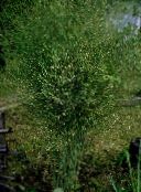 foto Gartenblumen Spargel, Asparagus grün
