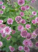 photo Garden Flowers Masterwort, Astrantia pink