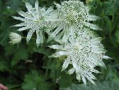 photo Garden Flowers Masterwort, Astrantia white