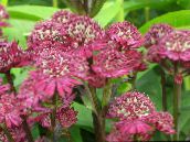 photo Garden Flowers Masterwort, Astrantia burgundy