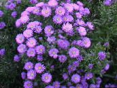 photo Garden Flowers Aster lilac