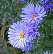foto Gartenblumen Aster hellblau
