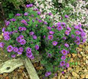 lilac New England aster