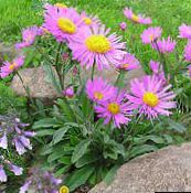 photo Garden Flowers Alpine Aster, Aster alpinus pink