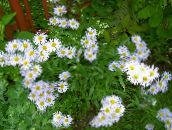 снимка Градински цветове Алпийски Астер, Aster alpinus бял