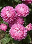 photo Garden Flowers China Aster, Callistephus chinensis pink