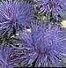 foto Vrtne Cvjetovi Kina Astra, Callistephus chinensis plava