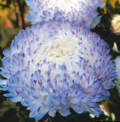 foto Gartenblumen China Aster, Callistephus chinensis hellblau