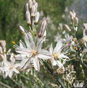 foto Gartenblumen Weiß Asphodel, Asphodelus weiß