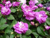 foto Gartenblumen Geduld Pflanze, Balsam, Juwel Unkraut, Busy Lizzie, Impatiens rosa