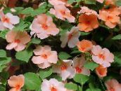 foto Gartenblumen Geduld Pflanze, Balsam, Juwel Unkraut, Busy Lizzie, Impatiens orange